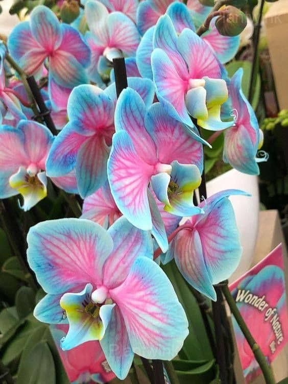 Blue Macaroon Cocktail Phalaenopsis Orchids - Alt