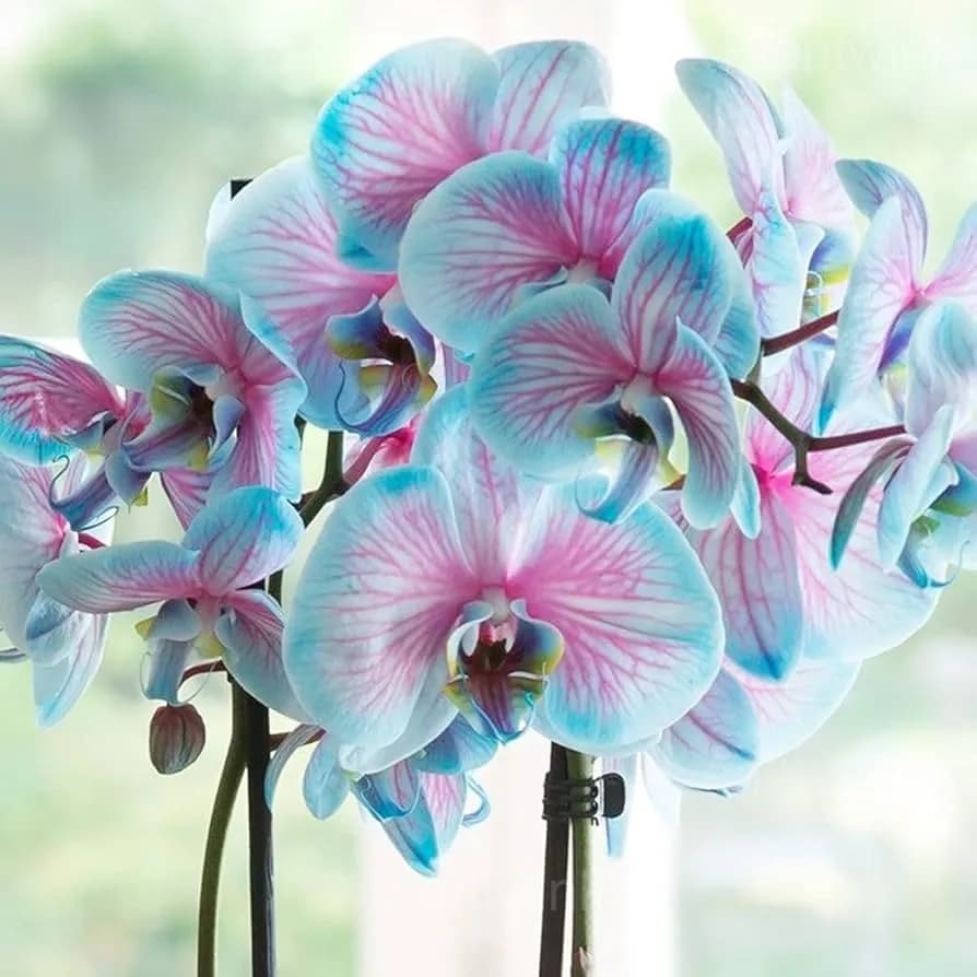 Blue Macaroon Cocktail Phalaenopsis Orchids - Main