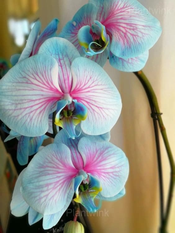 Blue Macaroon Cocktail Phalaenopsis Orchids - View 3
