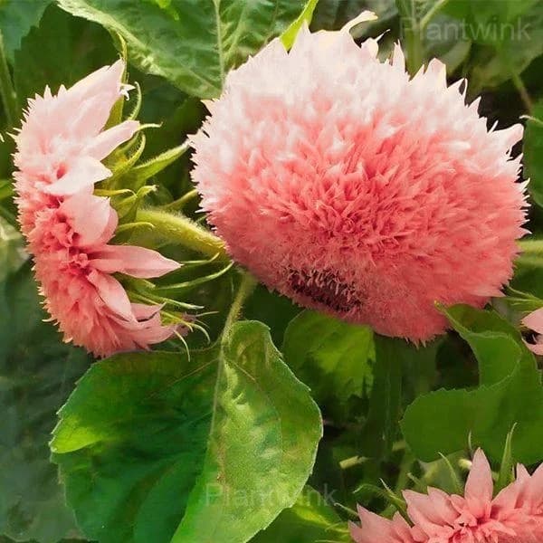 PINK POOH Sunflower Seeds - View 2