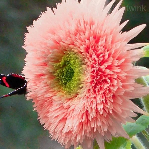 PINK POOH Sunflower Seeds - View 1