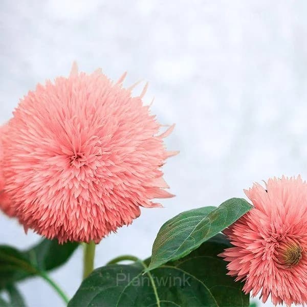 PINK POOH Sunflower Seeds - View 3