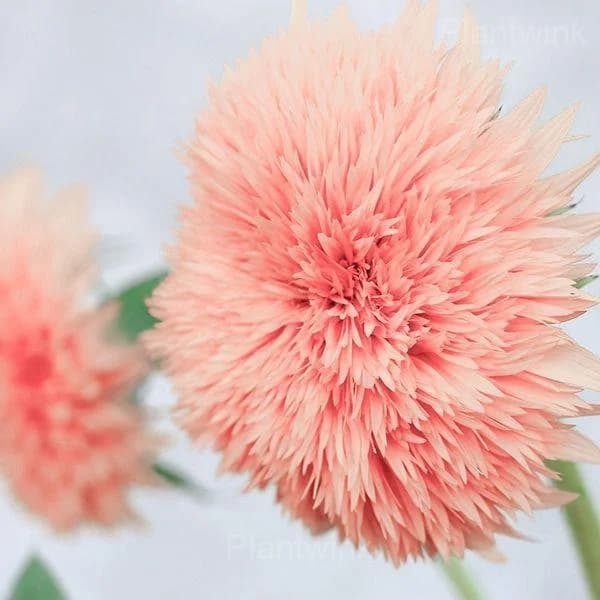 PINK POOH Sunflower Seeds - View 4