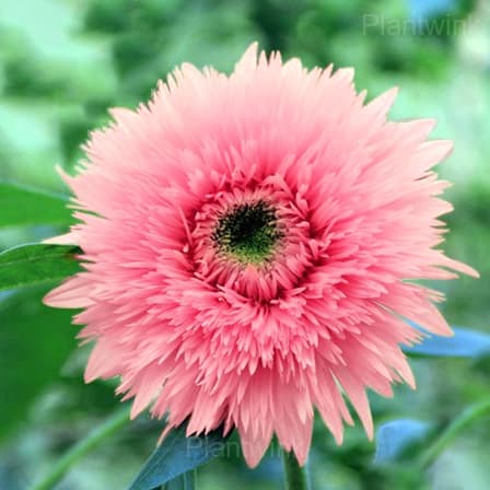 Pink Teddy Bear Sunflower - Main