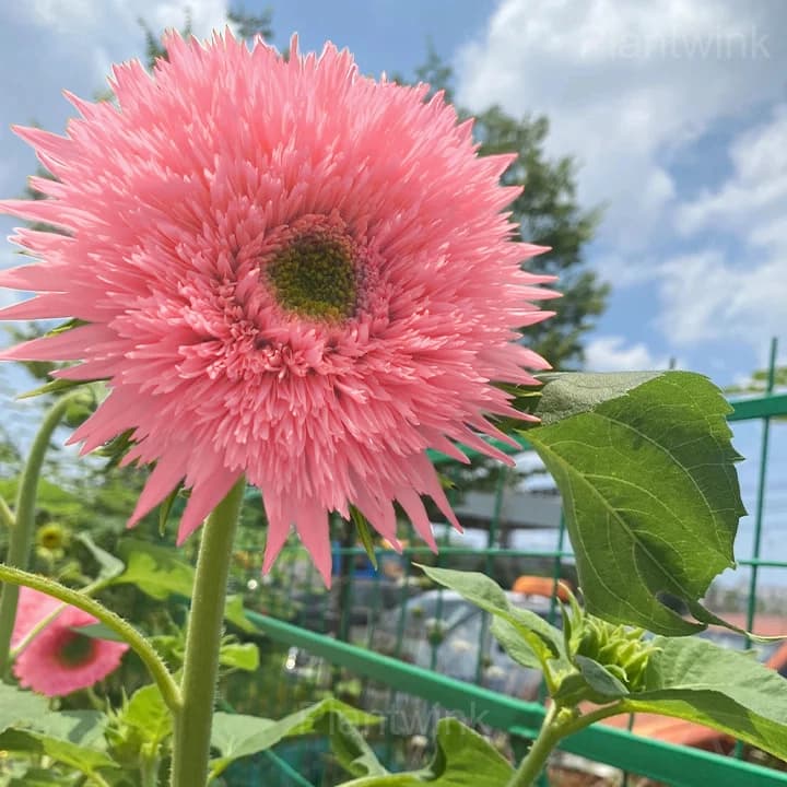 Pink Teddy Bear Sunflower - View 2