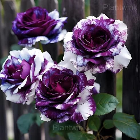 Rare Purple and White Twin Rose Seeds - Main