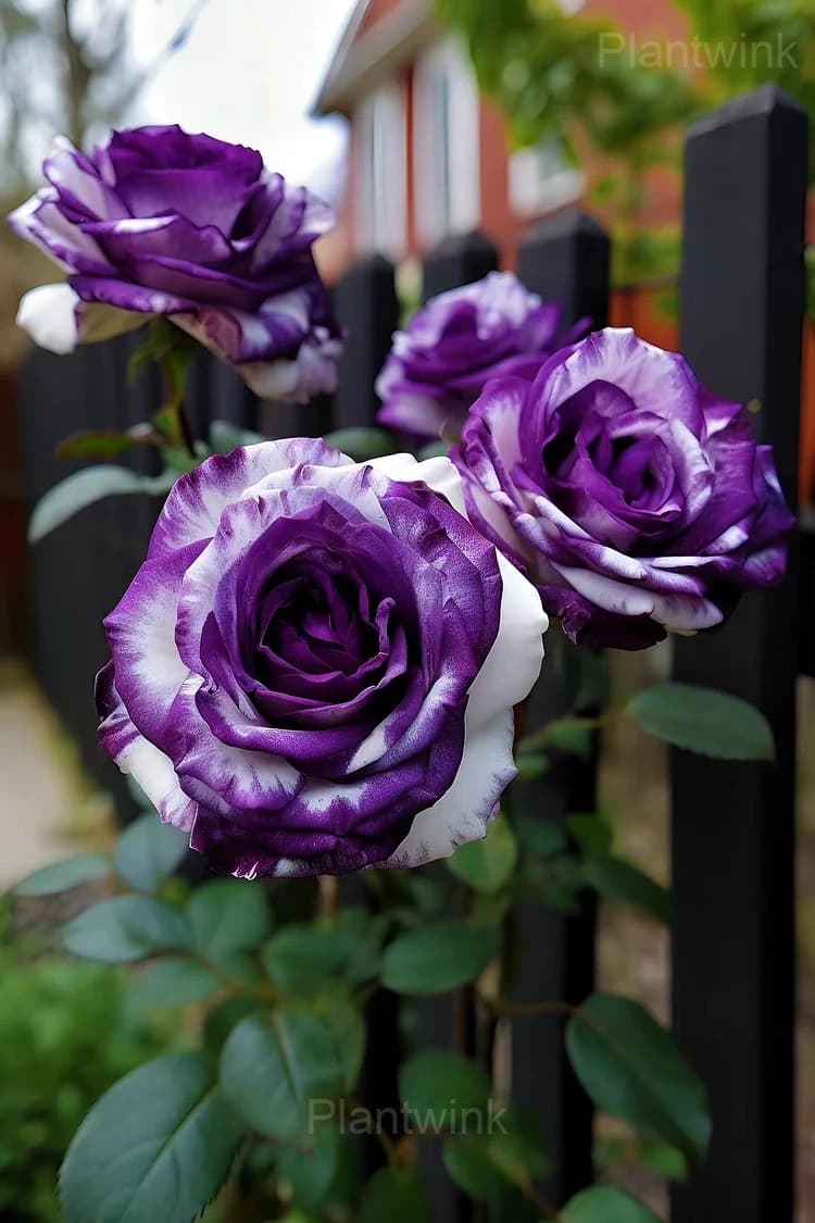 Rare Purple and White Twin Rose Seeds - View 2