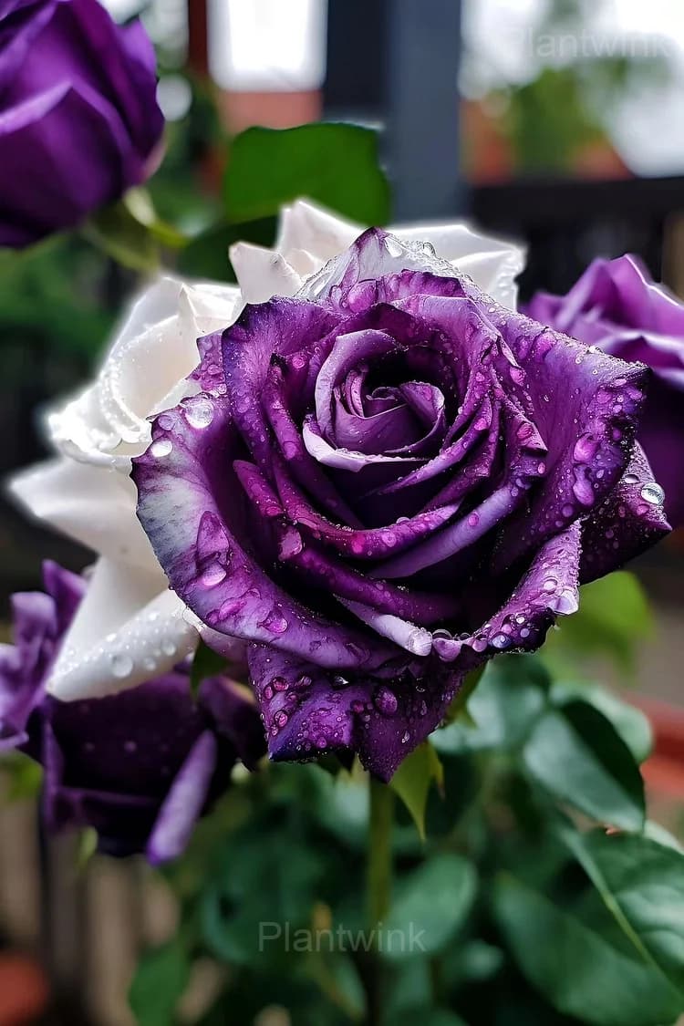 Rare Purple and White Twin Rose Seeds - View 3