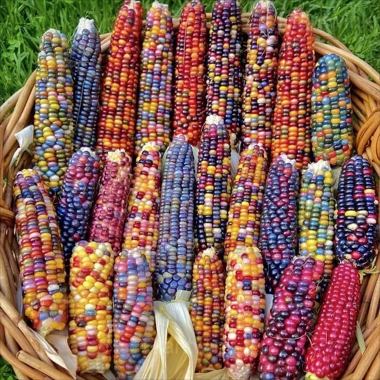 Decorative Corn Gem Corn Seeds - Alt