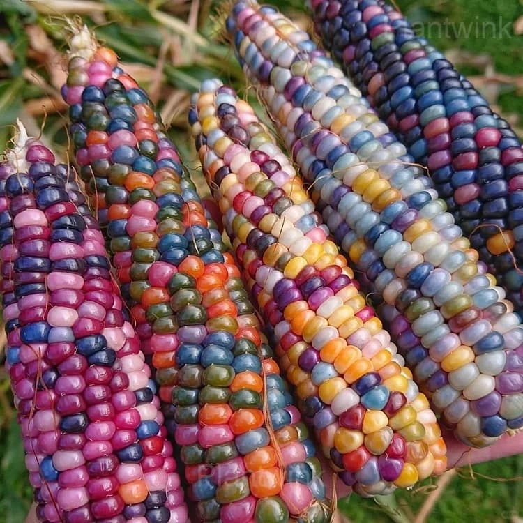 Decorative Corn Gem Corn Seeds - Main
