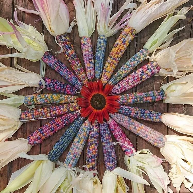 Decorative Corn Gem Corn Seeds - View 3