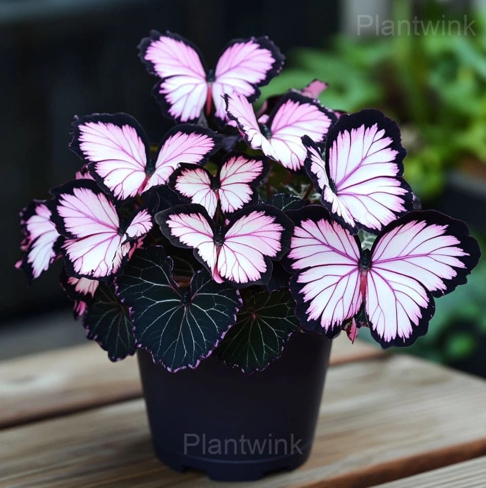 Moonlight-Butterfly Begonia Seeds - View 4