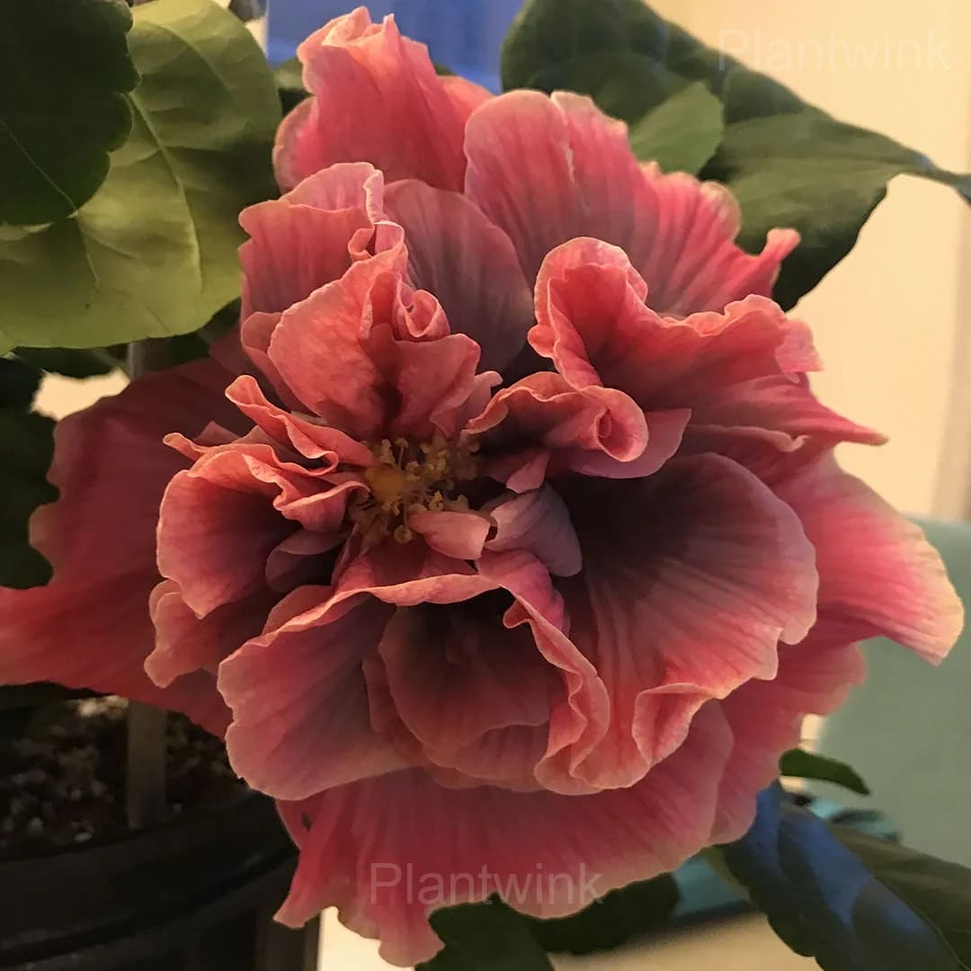 Giant Double Hibiscus Seeds – Tropical Blooms for Garden - View 4