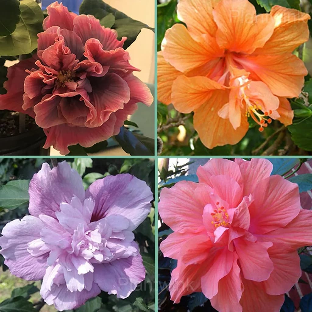 Giant Double Hibiscus Seeds – Tropical Blooms for Garden - Main