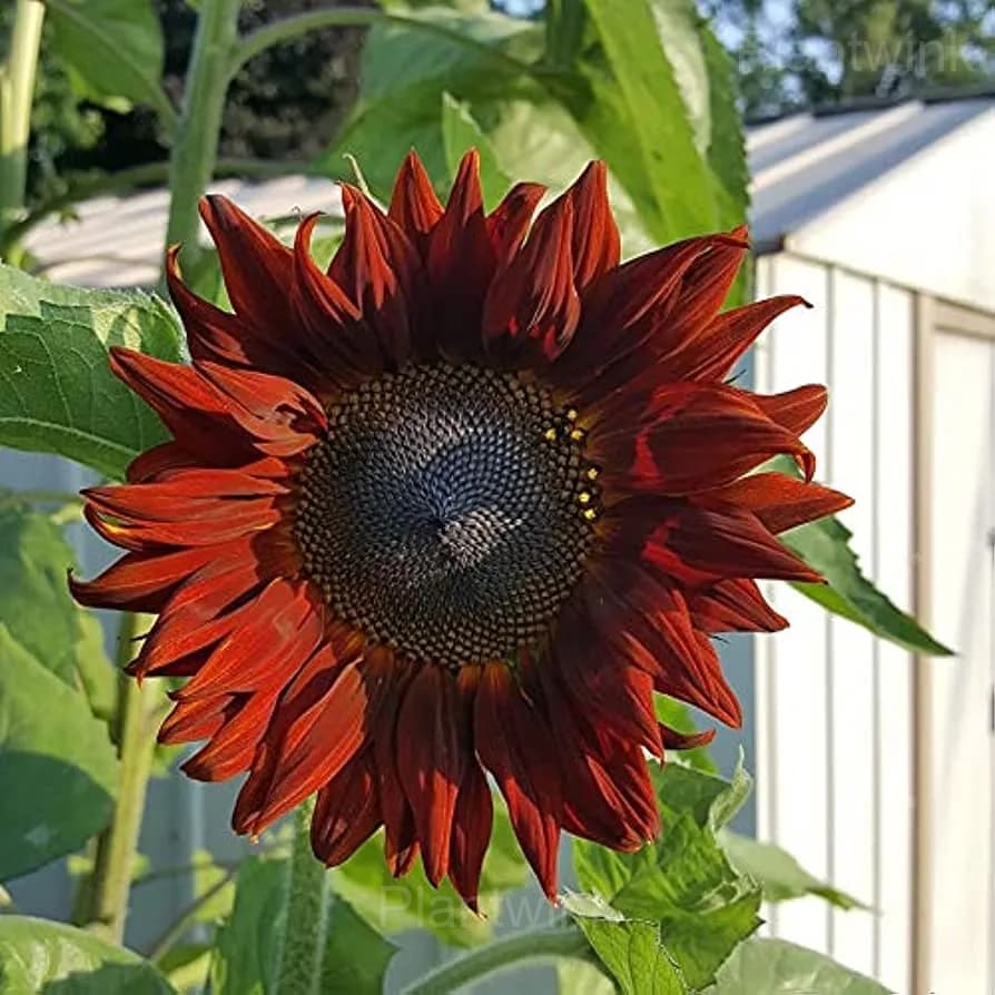 Rare Mixed Color Sunflower Seeds - View 4