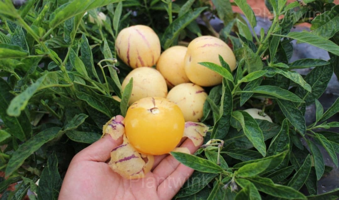 Ginseng Fruit Seeds - View 2