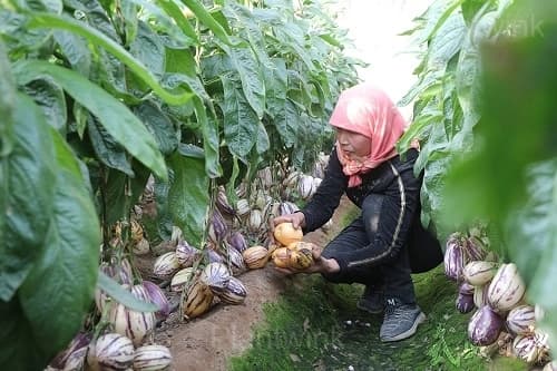 Ginseng Fruit Seeds - View 4