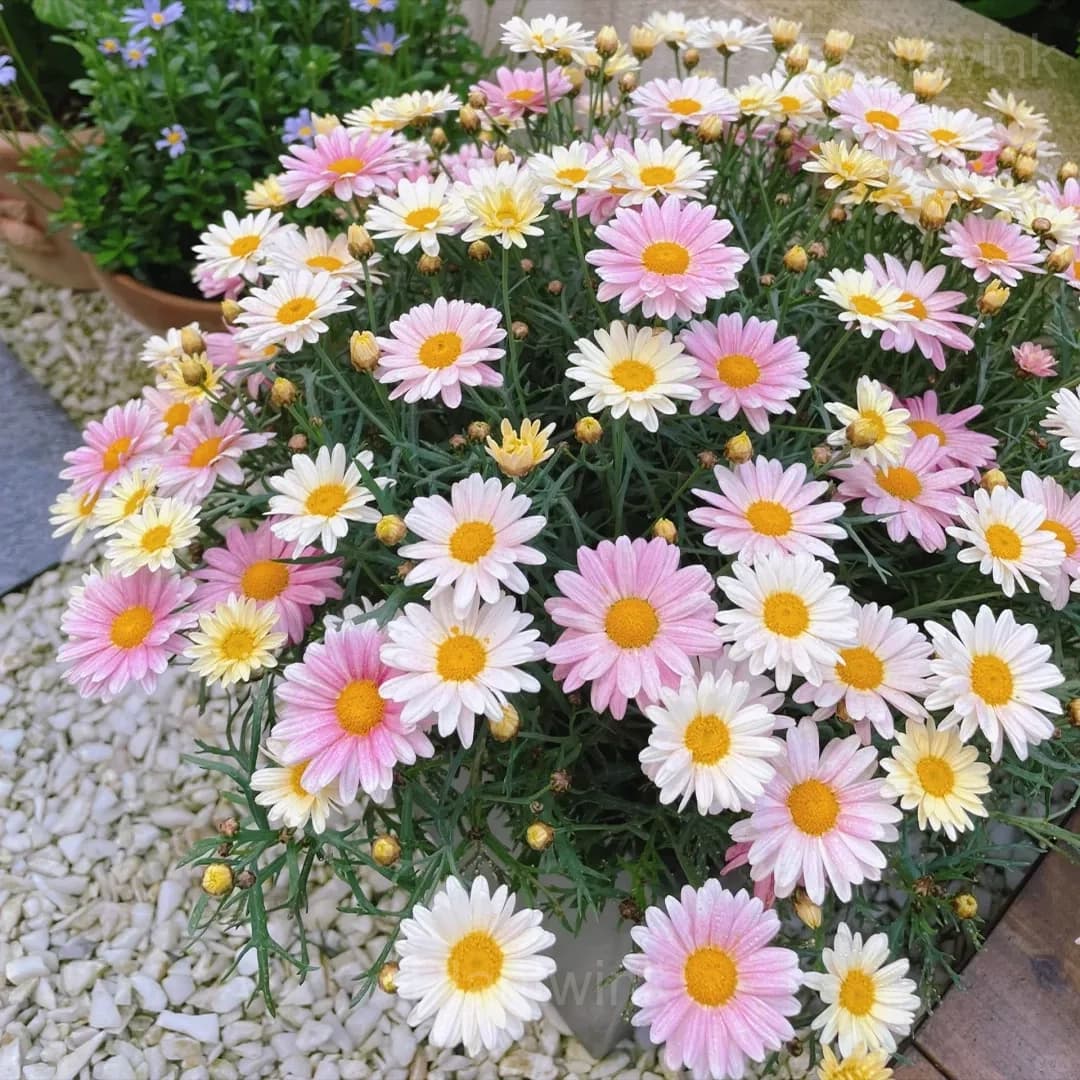 Pyrethrum Daisy Seeds - Main