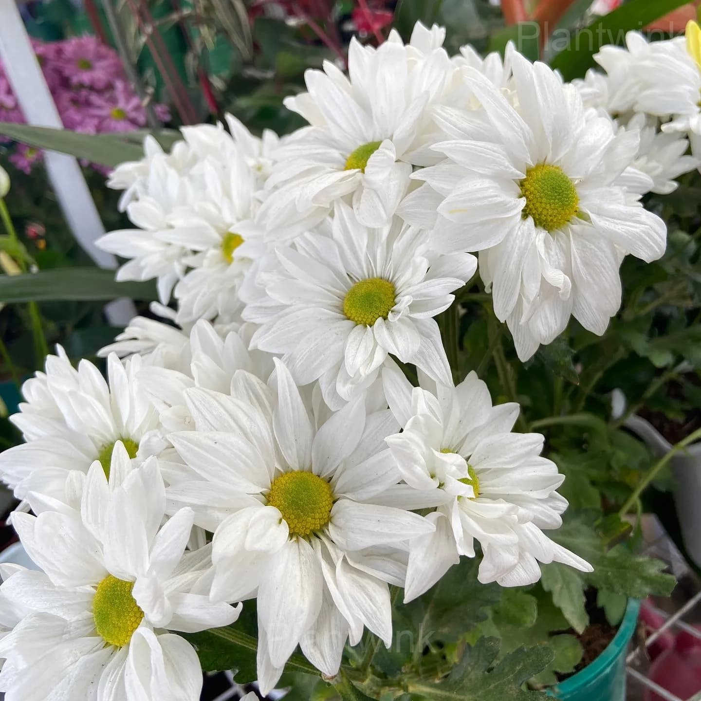 Pyrethrum Daisy Seeds - View 5