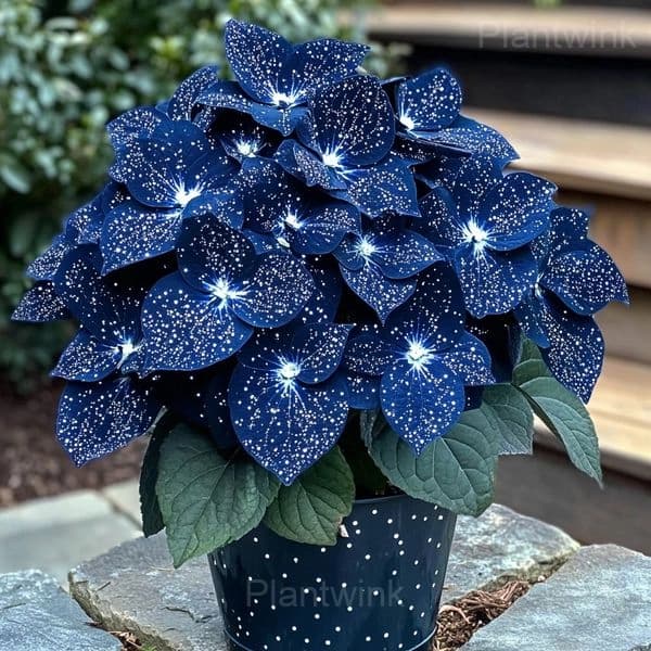 Moonlight Butterfly Begonia Seeds mixed color - View 6