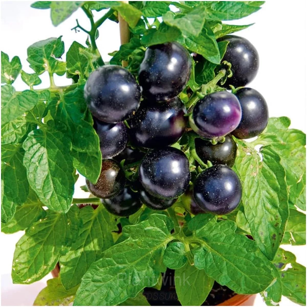 Dwarf Tomato Seeds - View 3