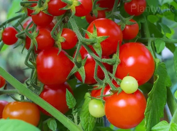 Dwarf Tomato Seeds - View 4