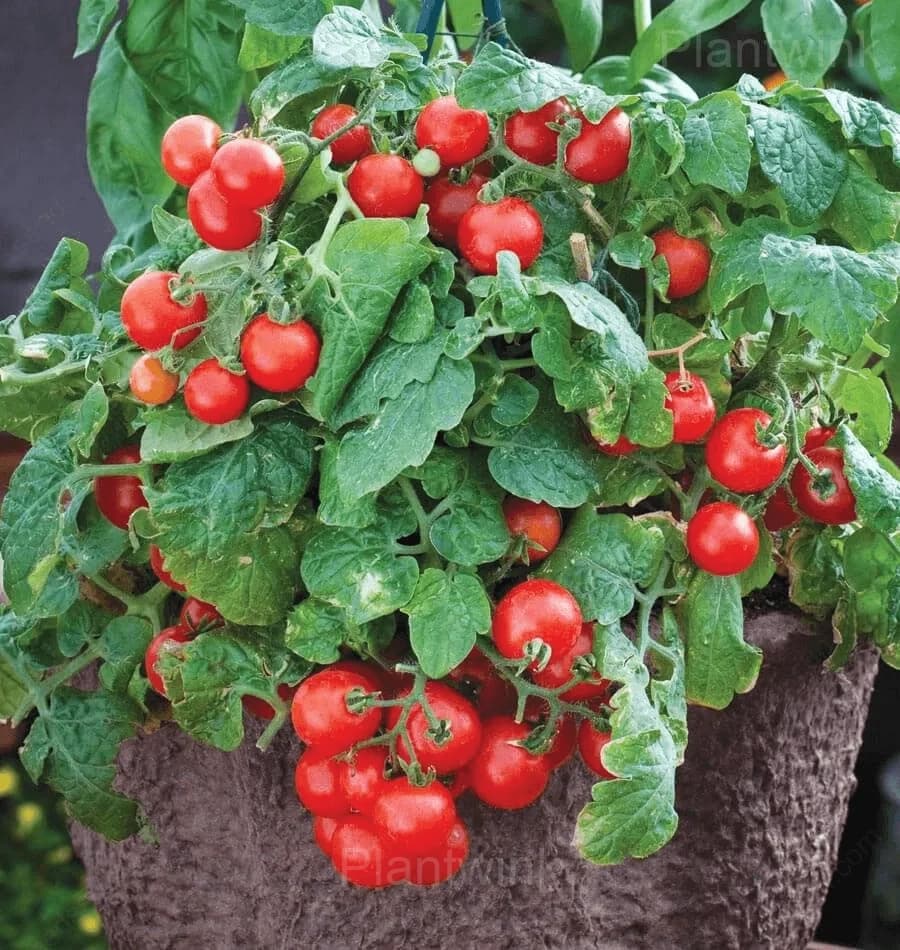 Dwarf Tomato Seeds - View 5