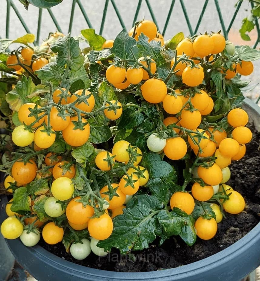 Dwarf Tomato Seeds - View 2