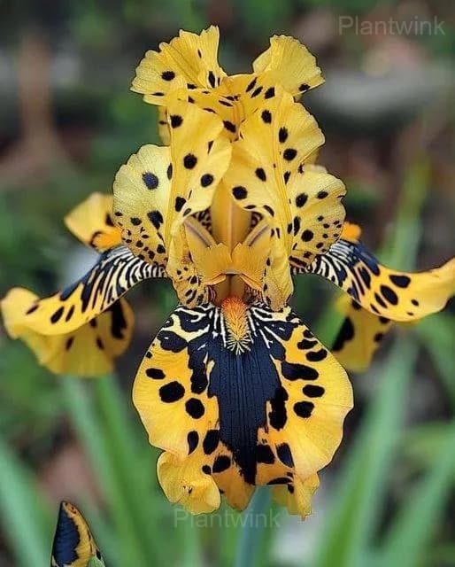 Iris Germanica Seeds - View 6