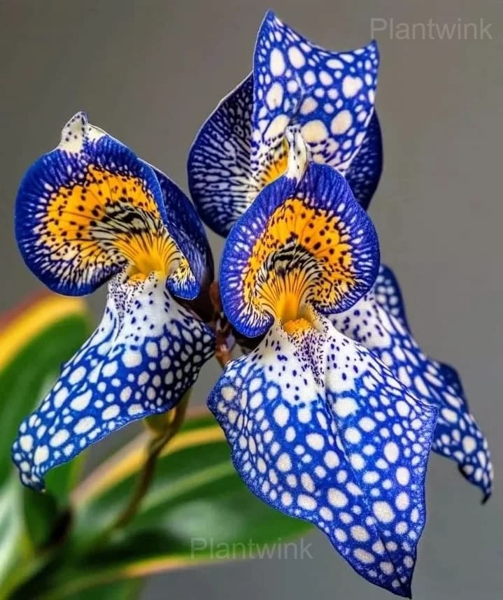 Iris Germanica Seeds - View 7