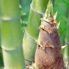 Majestic Dragon Bamboo Seeds - Alt