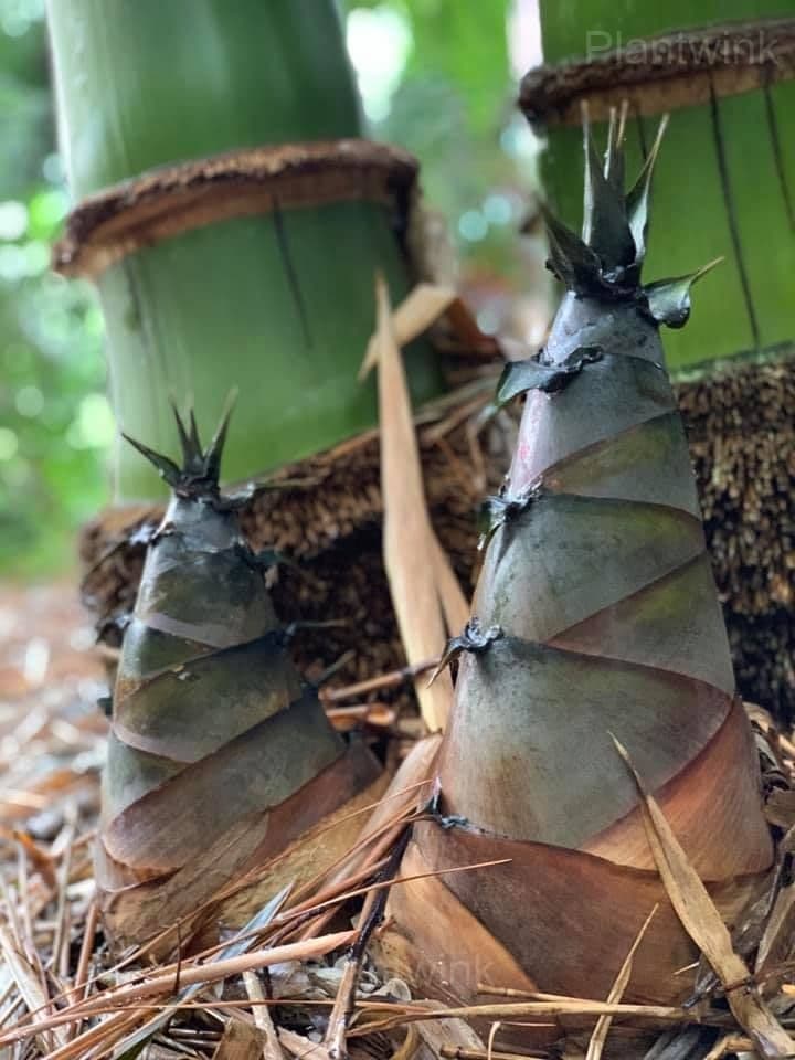 Majestic Dragon Bamboo Seeds - View 3