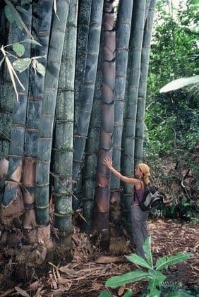 Majestic Dragon Bamboo Seeds - View 6