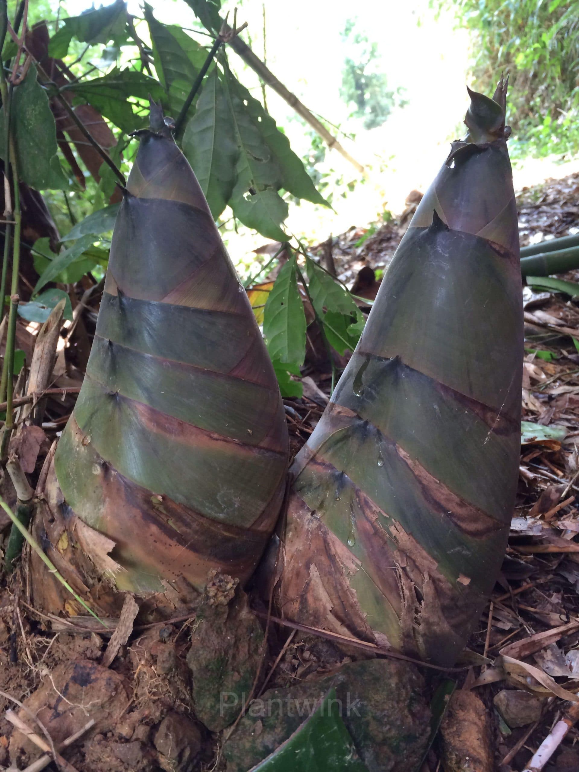 Majestic Dragon Bamboo Seeds - Main
