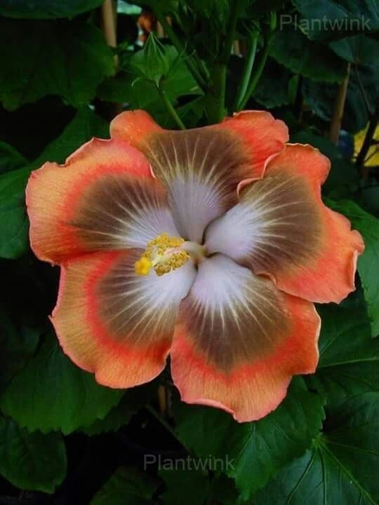 Royal Fantasy Hibiscus Seeds-Giant Hibiscus - Alt