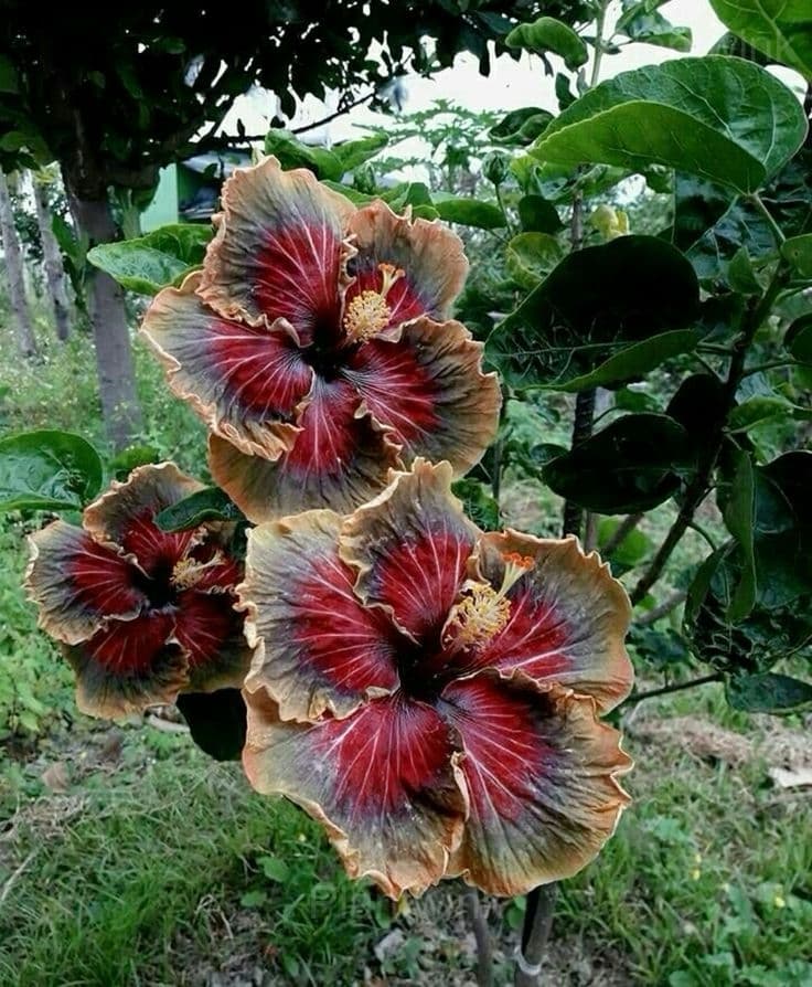 Royal Fantasy Hibiscus Seeds-Giant Hibiscus - View 3