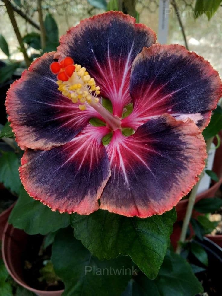 Royal Fantasy Hibiscus Seeds-Giant Hibiscus - View 5
