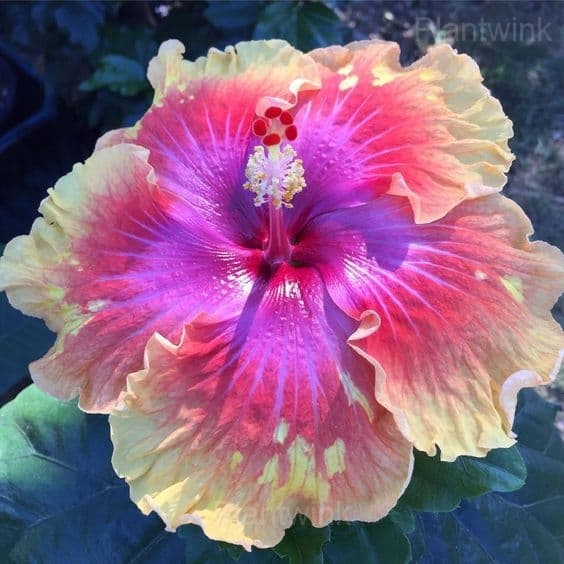Royal Fantasy Hibiscus Seeds-Giant Hibiscus - View 7
