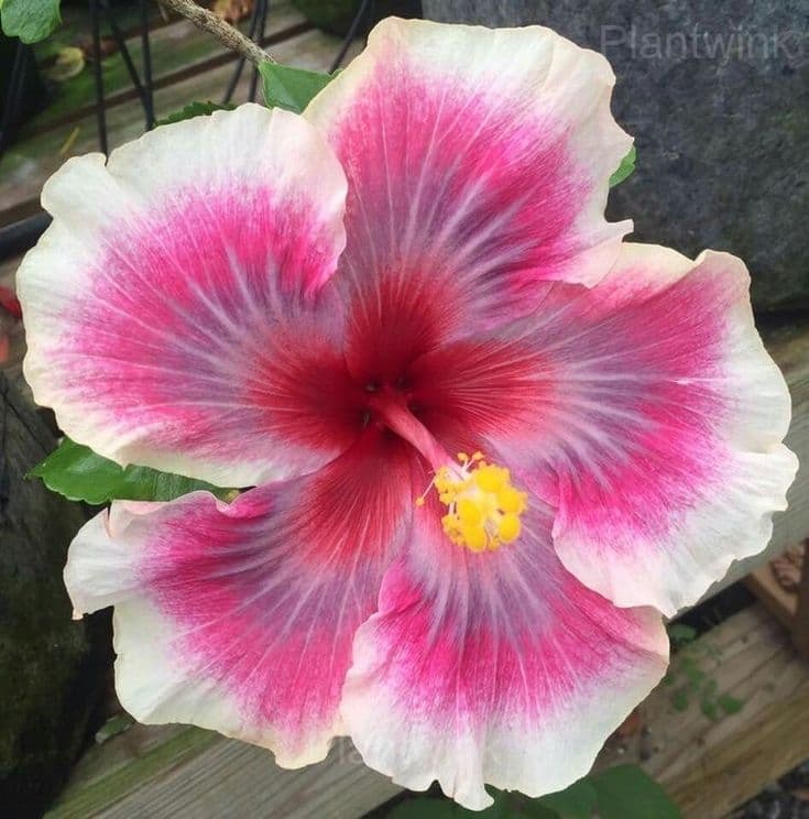 Royal Fantasy Hibiscus Seeds-Giant Hibiscus - View 8