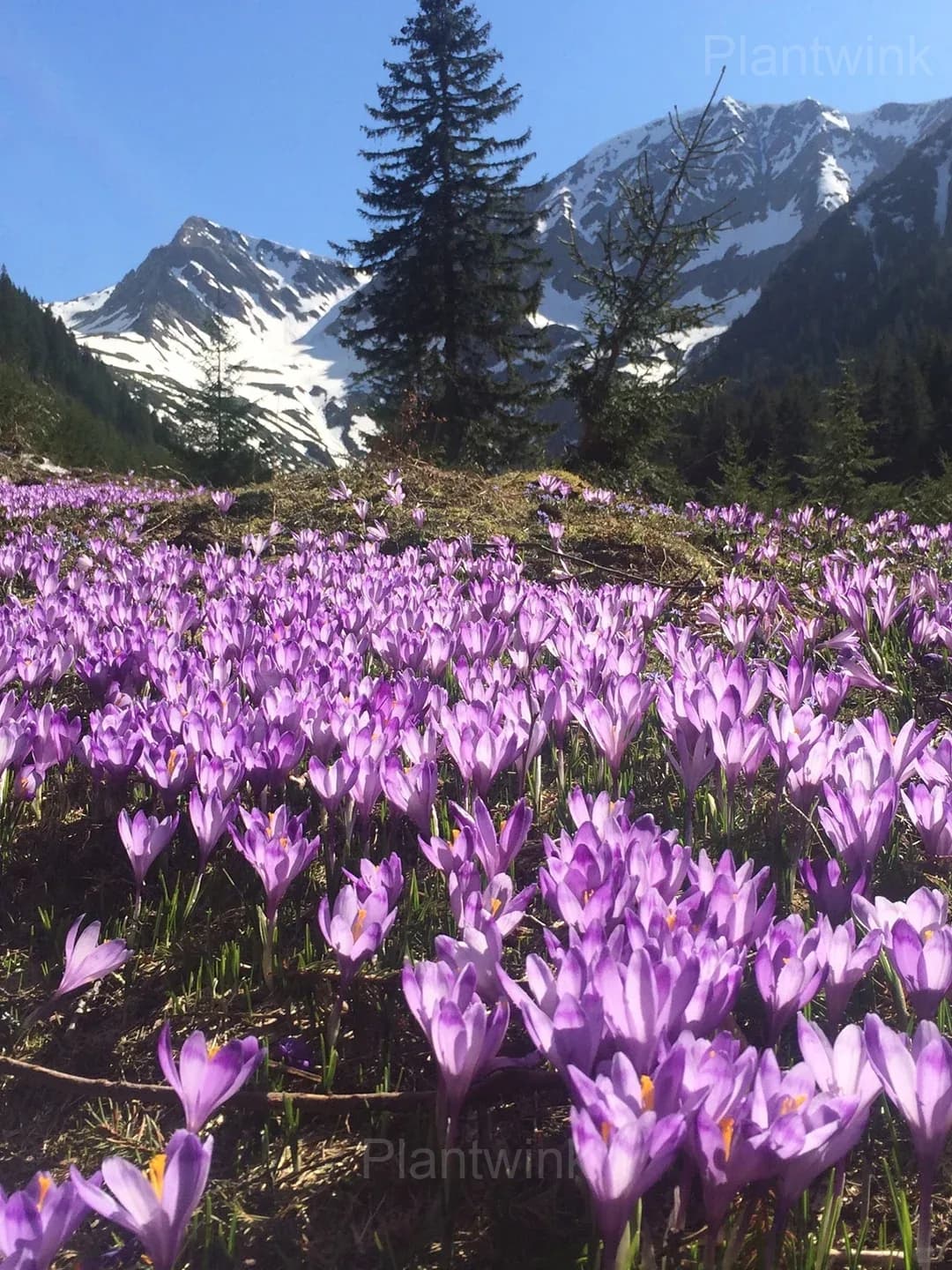 Purple Organic Saffron Crocus Bulbs - Alt