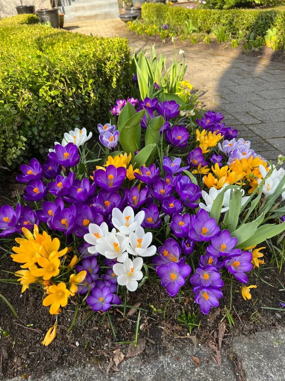 Purple Organic Saffron Crocus Bulbs - Main