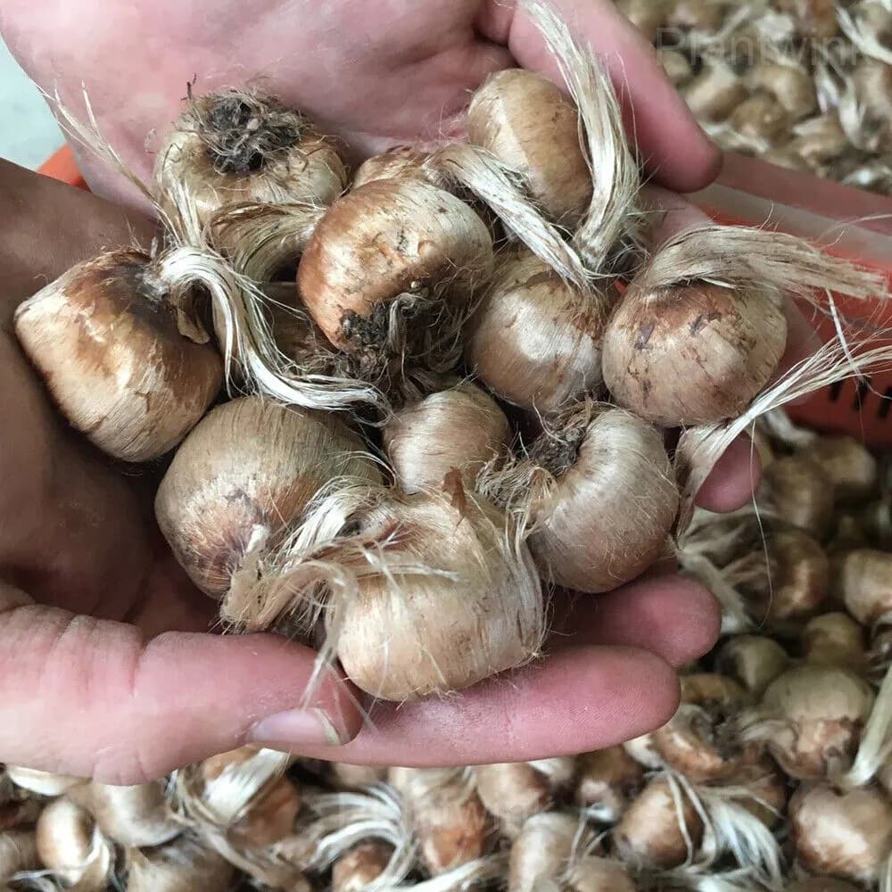 Purple Organic Saffron Crocus Bulbs - View 3