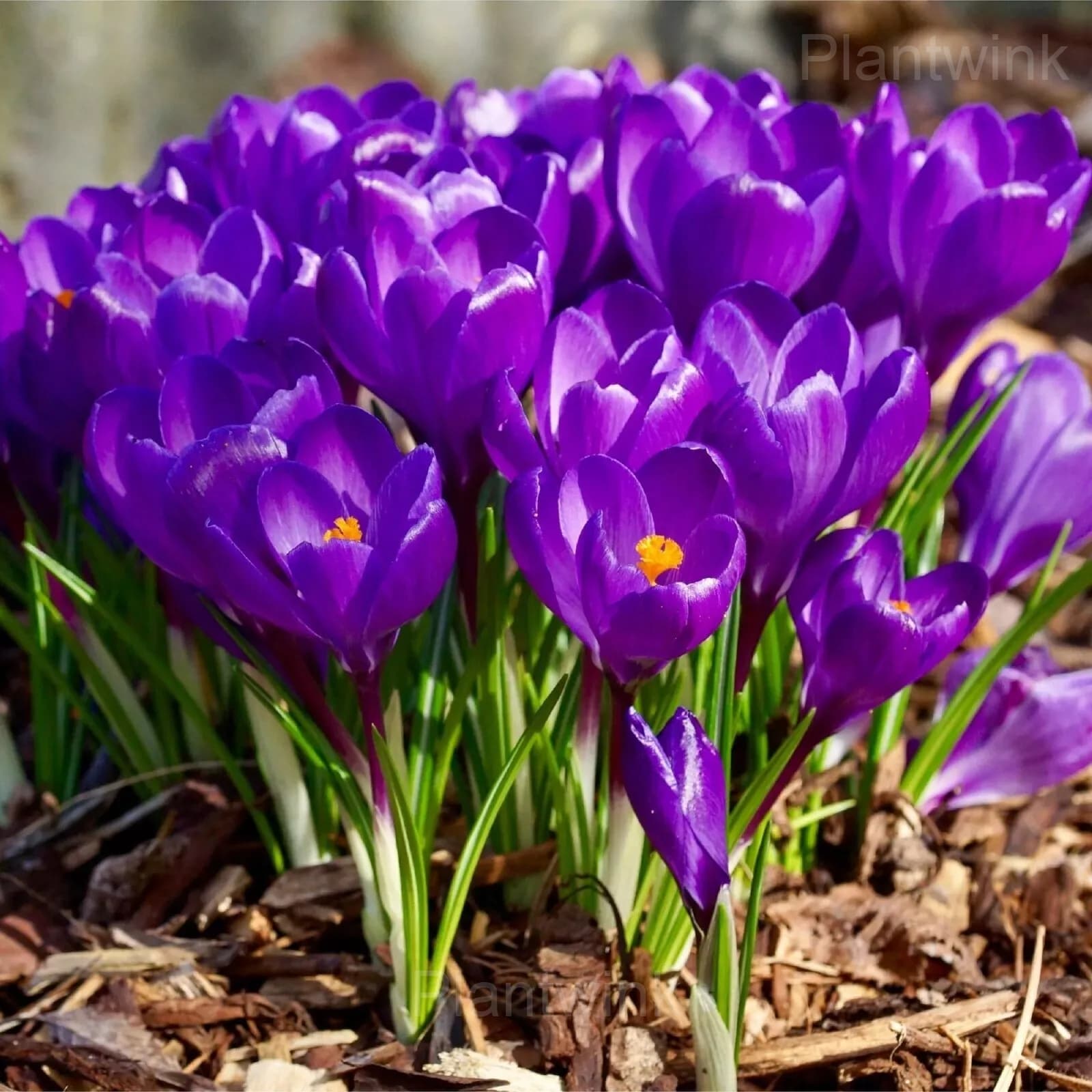 Purple Organic Saffron Crocus Bulbs - View 4