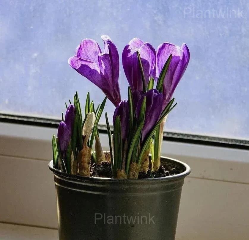 Purple Organic Saffron Crocus Bulbs - View 5