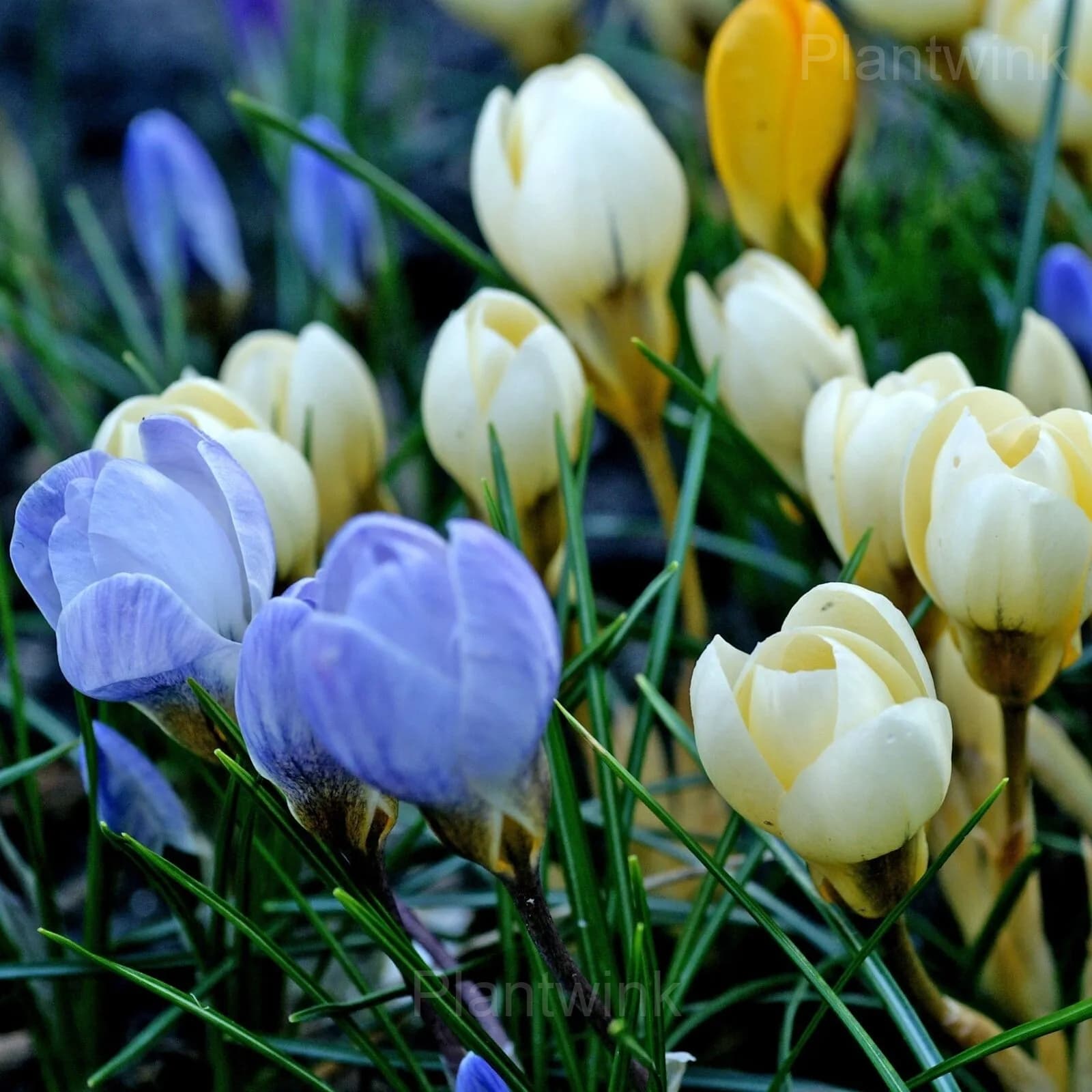 Purple Organic Saffron Crocus Bulbs - View 6