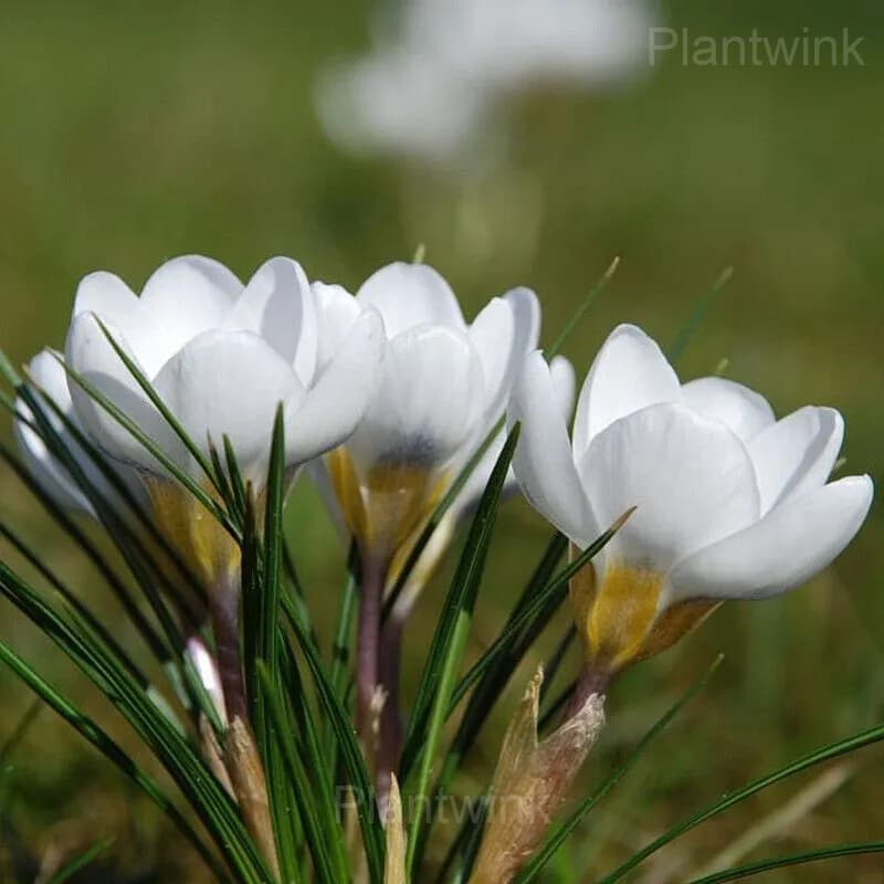 Purple Organic Saffron Crocus Bulbs - View 7