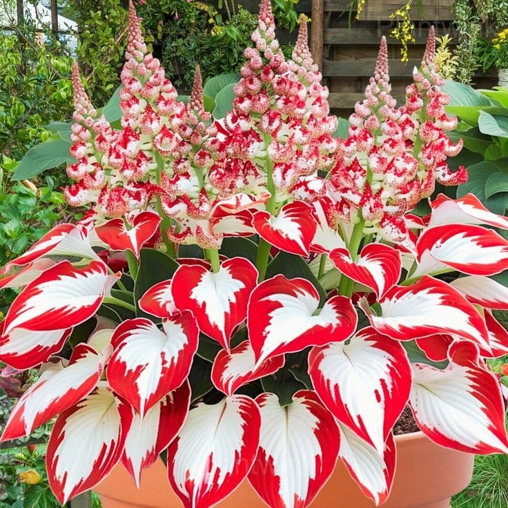 Hosta seed - View 9