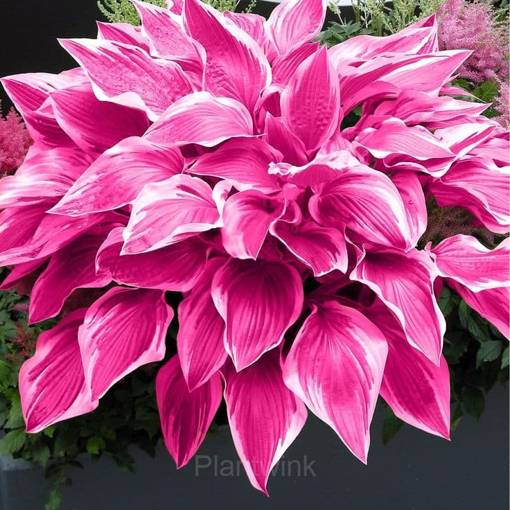Hosta seed - View 3