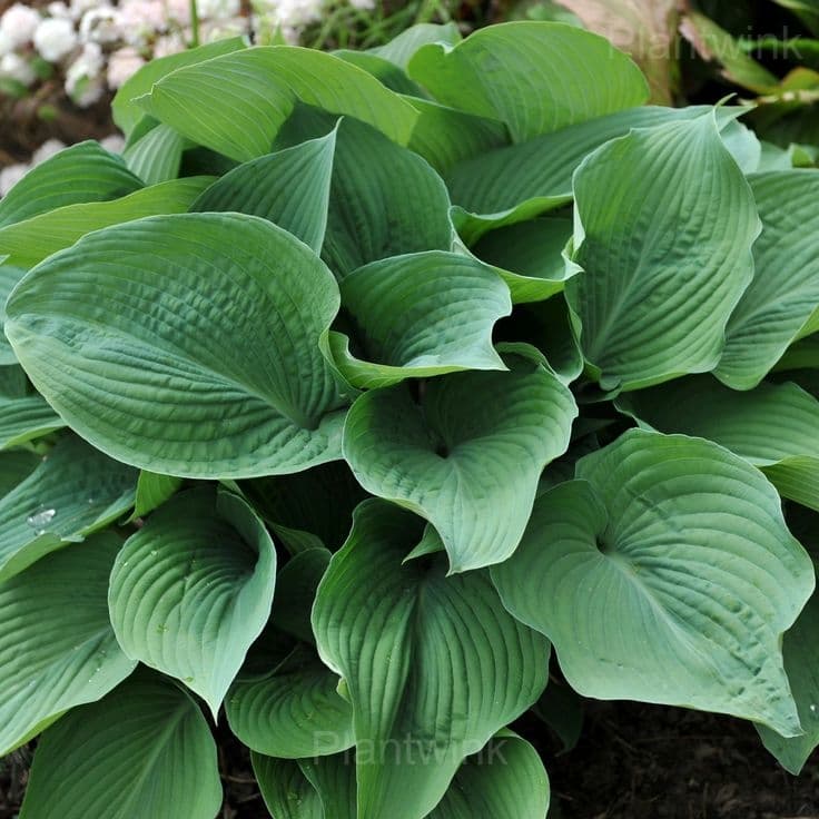 Hosta seed - View 5
