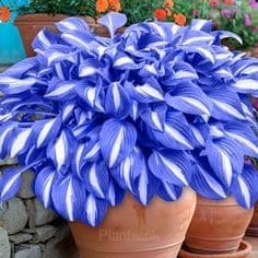 Hosta seed - View 6